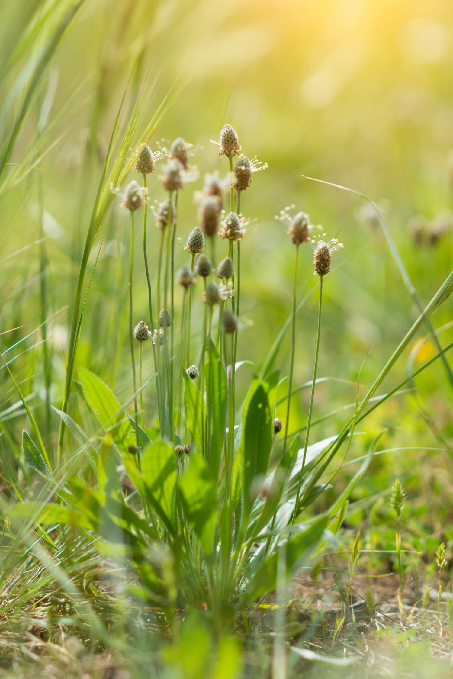 Blätter und Blüten eines Spitzwegerichs (Plantago lanceolata) im Sonnenuntergang