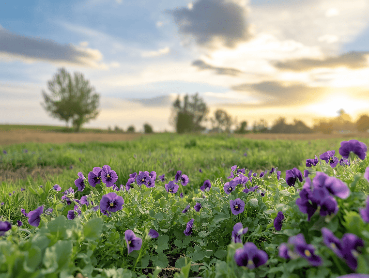 Nahaufnahme von Stiefmütterchen und Kräutern bei Sonnenuntergang, im Hintergrund ein Feld.